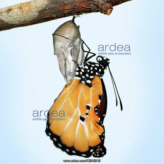 : Lesser Wanderer / African Monarch / Golden Daniid : Lesser Wanderer / African Monarch / Golden Daniid