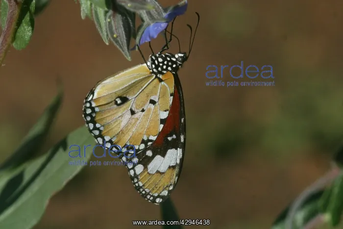 : Lesser Wanderer / African Monarch / Golden Daniid : Lesser Wanderer / African Monarch / Golden Daniid