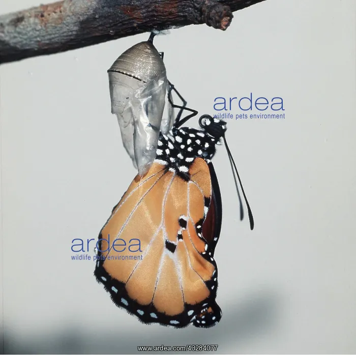 : Lesser Wanderer / African Monarch / Golden Daniid : Lesser Wanderer / African Monarch / Golden Daniid
