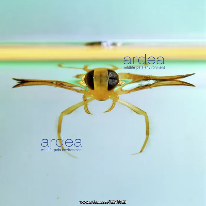 : Lesser Water Boatman / Backswimmer : Lesser Water Boatman / Backswimmer