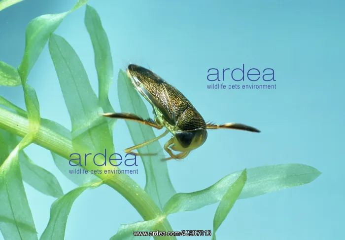 : Lesser Water Boatman / Backswimmer : Lesser Water Boatman / Backswimmer