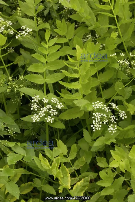 : Lesser water parsnip : Lesser water parsnip