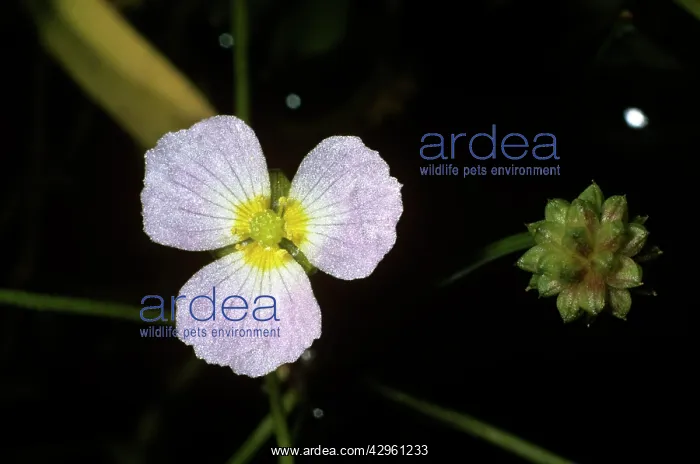  : Lesser Water-Plantain