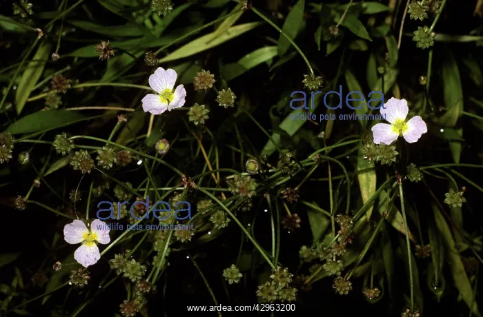  : Lesser Water Plantain