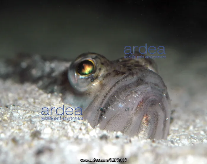 : Lesser Weever Fish : Lesser Weever Fish