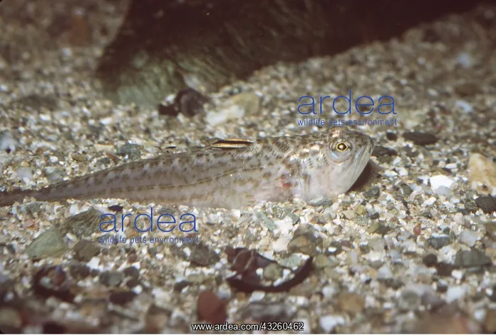 : LESSER WEEVER FISH - ON SEA BED : LESSER WEEVER FISH - ON SEA BED