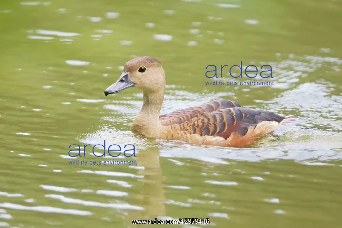 : Lesser Whistling Duck : Lesser Whistling Duck