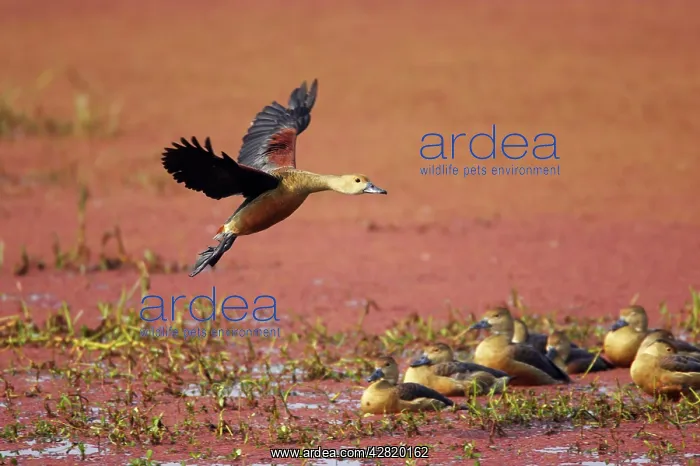 : Lesser Whistling Duck - coming in to land on marshland : Lesser Whistling Duck - coming in to land on marshland