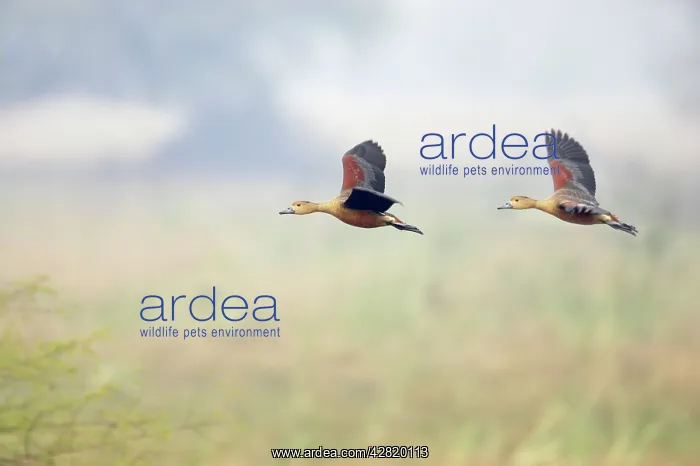 : Lesser Whistling Duck - in flight : Lesser Whistling Duck - in flight