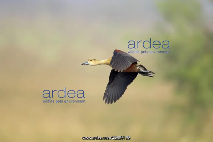 : Lesser Whistling Duck - in flight : Lesser Whistling Duck - in flight