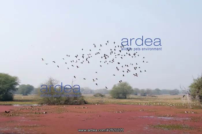 : Lesser Whistling Duck - in flight above marsh : Lesser Whistling Duck - in flight above marsh