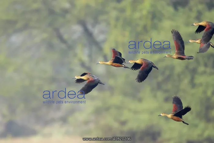 : Lesser Whistling Duck - flock landing : Lesser Whistling Duck - flock landing