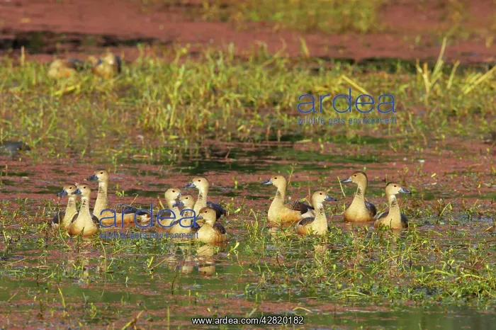 : Lesser Whistling Duck - in water on marshland : Lesser Whistling Duck - in water on marshland