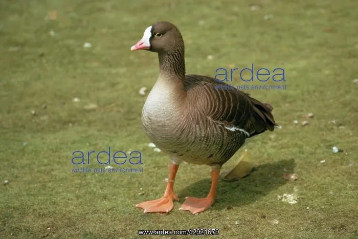 : Lesser White-fronted Goose : Lesser White-fronted Goose