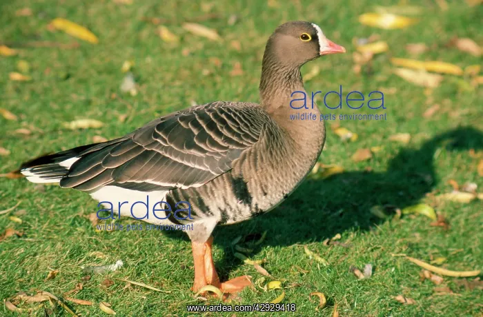 : LESSER WHITE-FRONTED GOOSE : LESSER WHITE-FRONTED GOOSE