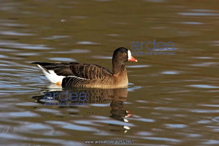 : Lesser White-Fronted Goose : Lesser White-Fronted Goose