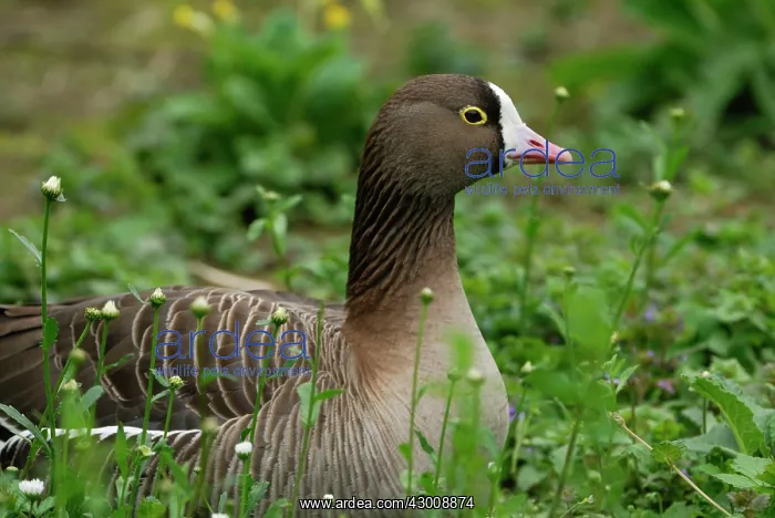 : Lesser White Fronted Goose : Lesser White Fronted Goose