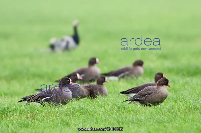 : Lesser white-fronted Goose : Lesser white-fronted Goose