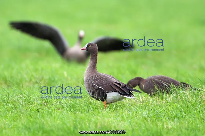 : Lesser white-fronted Goose : Lesser white-fronted Goose