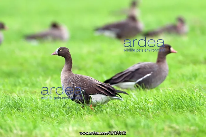 : Lesser white-fronted Goose : Lesser white-fronted Goose