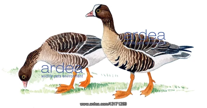: Lesser white-fronted Goose : Lesser white-fronted Goose