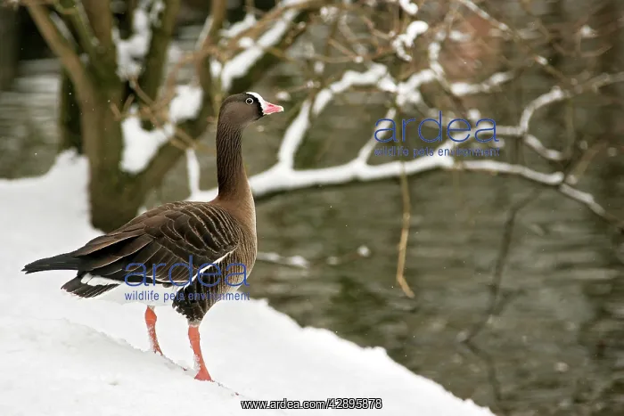 : Lesser White-fronted Goose - Captive : Lesser White-fronted Goose - Captive