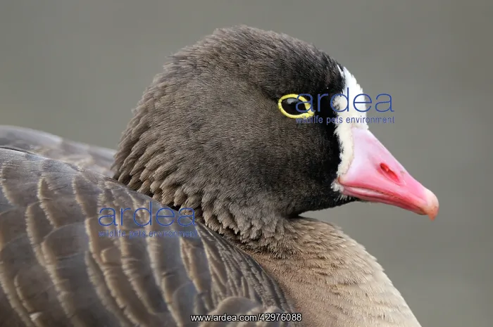 : Lesser White-fronted Goose - close-up of head : Lesser White-fronted Goose - close-up of head