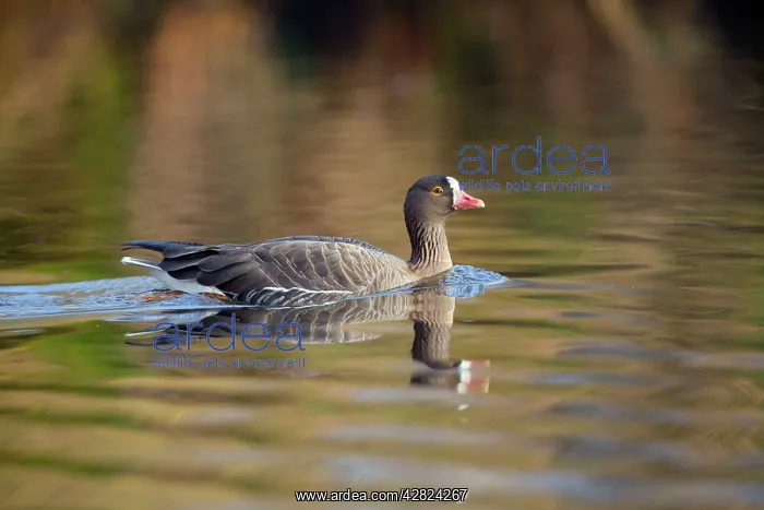 : Lesser White Fronted Goose - in winter : Lesser White Fronted Goose - in winter