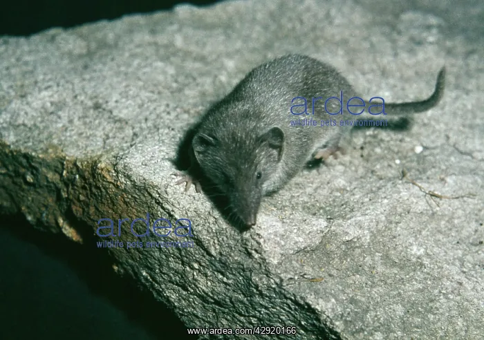 : Lesser White Toothed / Scilly Shrew : Lesser White Toothed / Scilly Shrew