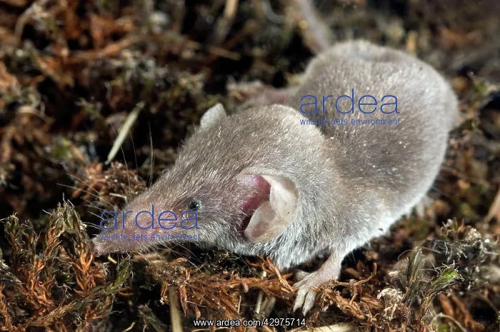: Lesser white-toothed shrew : Lesser white-toothed shrew