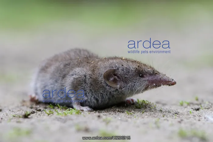 : Lesser white-toothed shrew (Crocidura suaveolens) : Lesser white-toothed shrew (Crocidura suaveolens)