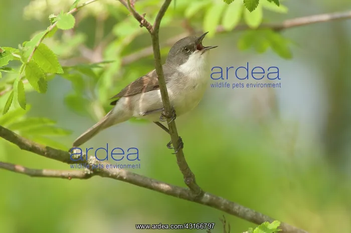 : Lesser Whitethroat : Lesser Whitethroat
