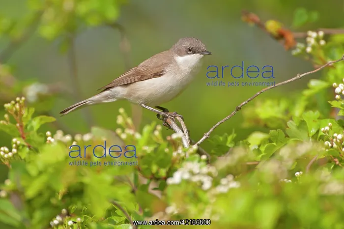 : Lesser Whitethroat : Lesser Whitethroat
