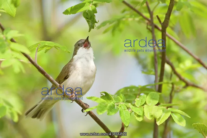 : Lesser Whitethroat : Lesser Whitethroat
