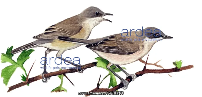 : Lesser Whitethroat : Lesser Whitethroat
