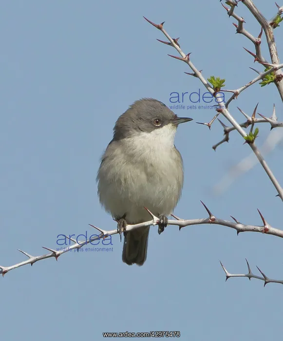 : Lesser Whitethroat - April : Lesser Whitethroat - April