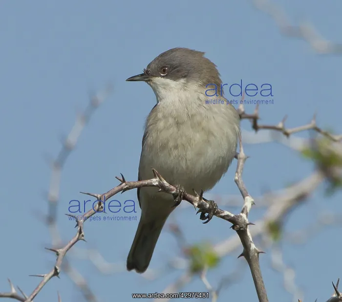 : Lesser Whitethroat - April : Lesser Whitethroat - April