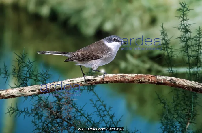 : LESSER WHITETHROAT - on branch : LESSER WHITETHROAT - on branch