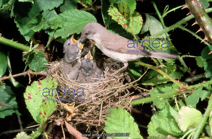 : Lesser Whitethroat - female at nest feeding young : Lesser Whitethroat - female at nest feeding young