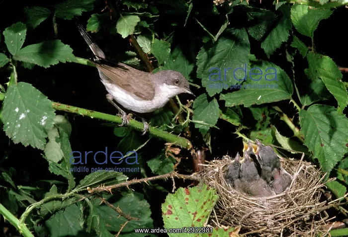 : Lesser WHITETHROAT - Male : Lesser WHITETHROAT - Male