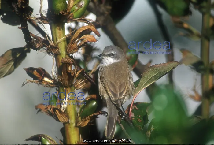 : Lesser Whitethroat - October : Lesser Whitethroat - October