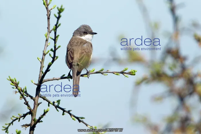 : Lesser Whitethroat - perched on Sloe Thorn bush : Lesser Whitethroat - perched on Sloe Thorn bush