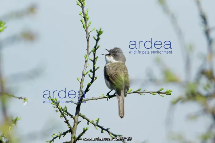 : Lesser Whitethroat - perched on Sloe Thorn bush singing : Lesser Whitethroat - perched on Sloe Thorn bush singing