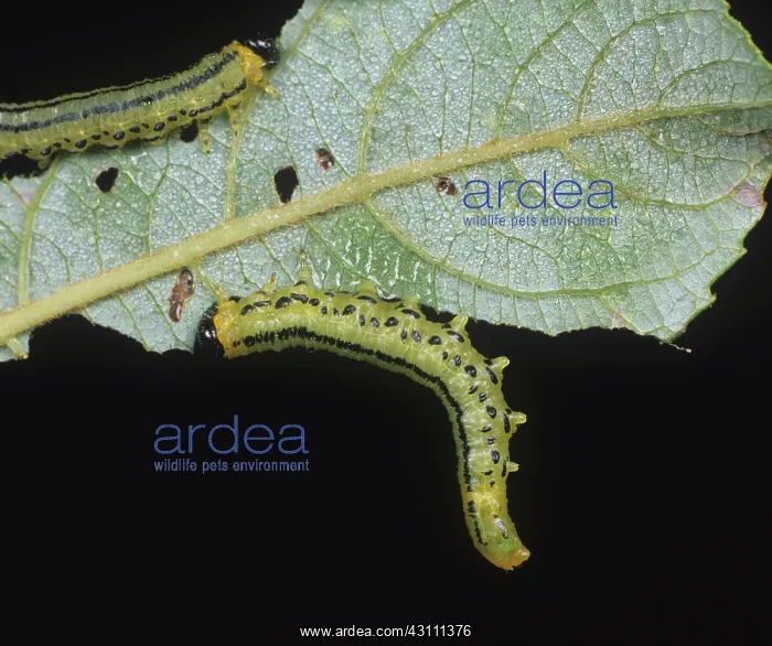: Lesser willow sawfly larvae : Lesser willow sawfly larvae