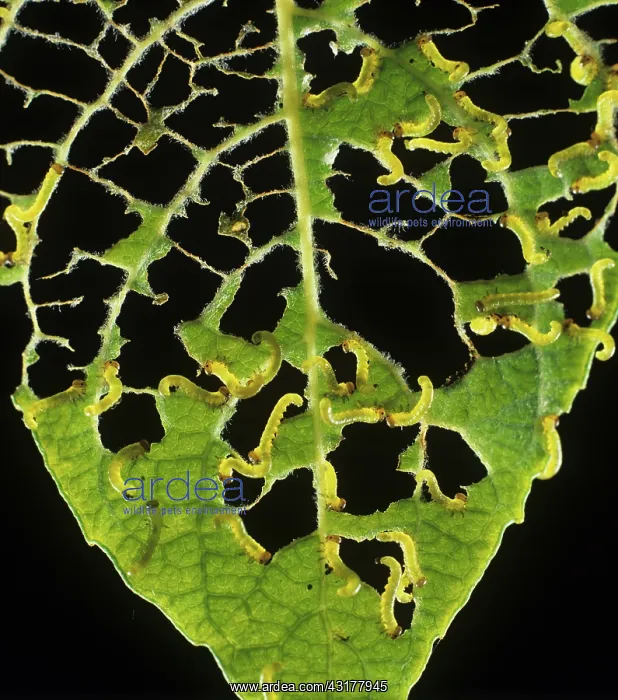 : Lesser willow sawfly larvae on willow leaf : Lesser willow sawfly larvae on willow leaf