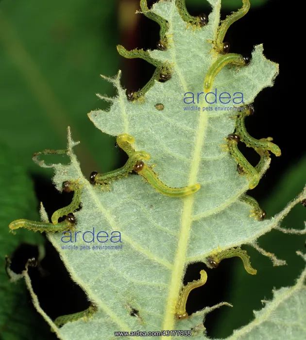 : Lesser willow sawfly larvae on willow leaf : Lesser willow sawfly larvae on willow leaf