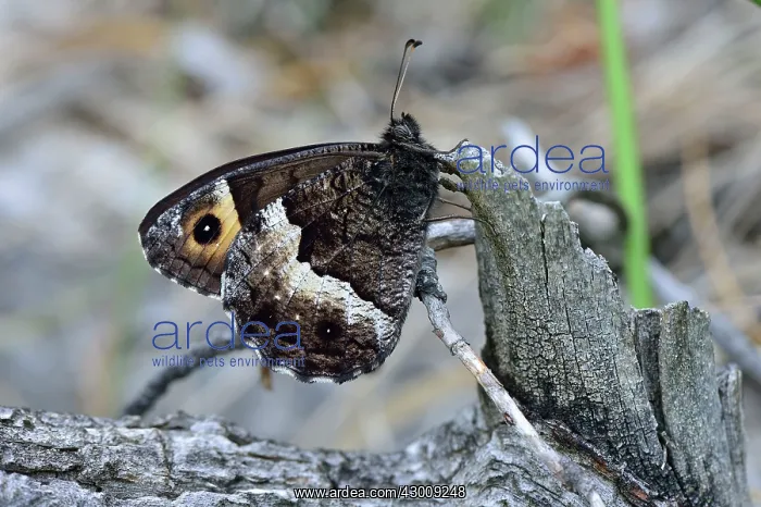 : Lesser Woodland Grayling : Lesser Woodland Grayling
