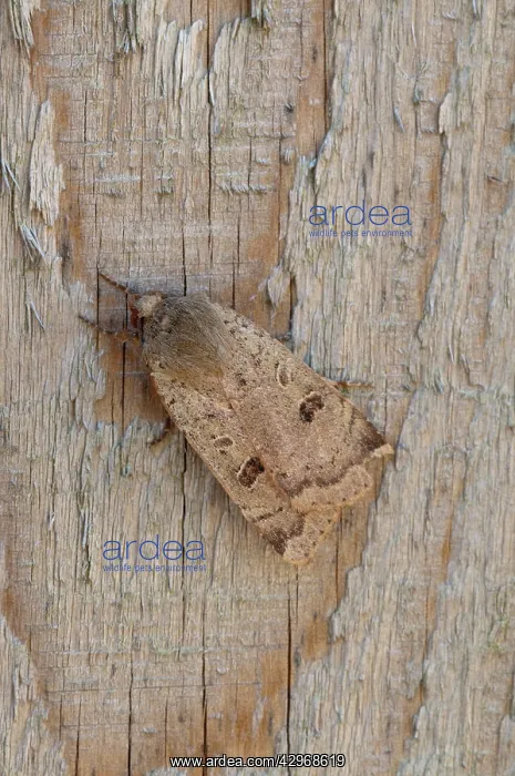 : Lesser Yellow Underwing - resting on fence panel : Lesser Yellow Underwing - resting on fence panel