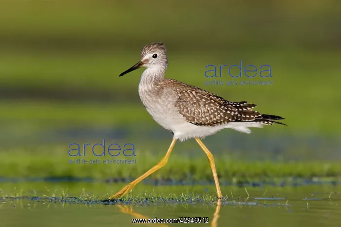 : Lesser Yellowlegs : Lesser Yellowlegs