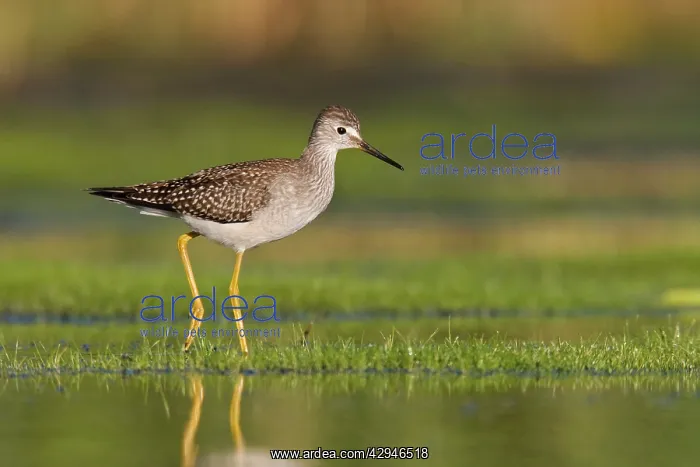 : Lesser Yellowlegs : Lesser Yellowlegs